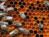 Польза и вред пчелиной перги