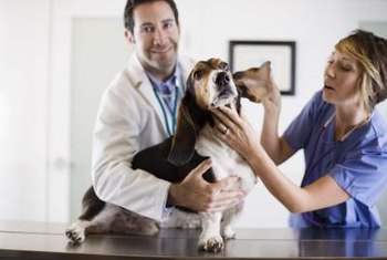 Советы ветеринара — как оградить себя от проблем со здоровьем питомца