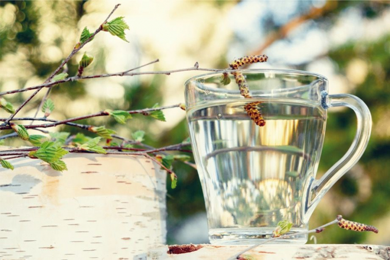 6 причин пить берёзовый сок. Мнение нутрициолога