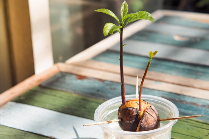 Как вырастить авокадо из косточки. Пошаговая инструкция