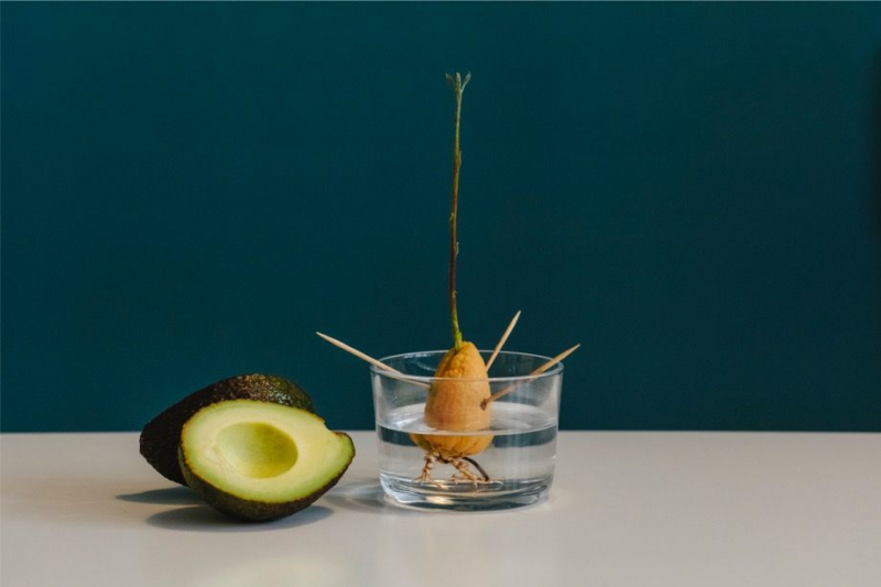 Как вырастить авокадо из косточки. Пошаговая инструкция
