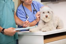 Какие услуги должны оказывать ветеринарные клиники?