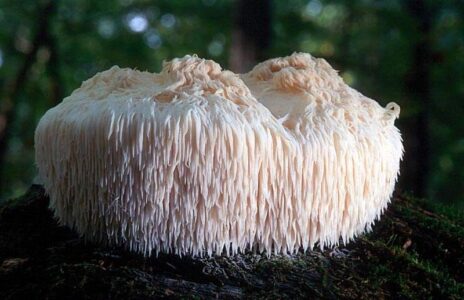 Ежевик гребенчатый: ценный и редкий съедобный гриб
