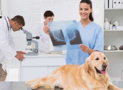 Какое ветеринарное оборудование необходимо для клиники?