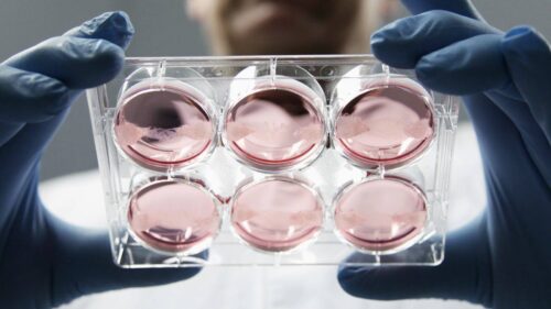 Ученые впервые вырастили эмбрион без яйцеклетки