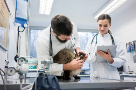 Какое ветеринарное оборудование необходимо для клиники?