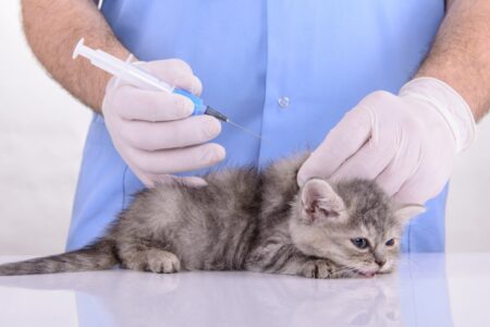 Какие прививки делают кошкам?