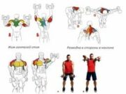 Лучшие упражнения с гантелями для всех групп мышц