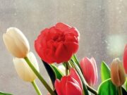 Почему тюльпаны так любимы и популярны?