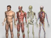 Что нужно знать о строении тела человека?