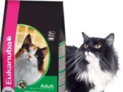 Корм для кошки: рекомендации ветеринара