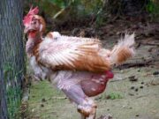 Почему дохнут куры без видимых причин?