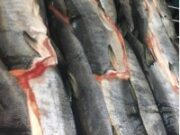 Где можно купить горбушу в Санкт-Петербурге?