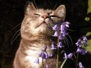 Как помочь кошке с астмой? Симптомы и лечение