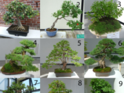Бонсай:особенности выращивания карликовых деревьев