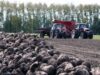 Украинские аграрии собрали всю сахарную свеклу