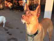 Бешенство у собаки. Как распознать?