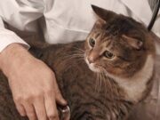 Кошки болезни, лечение, диета