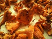 Как лисички избавляют от паразитов?