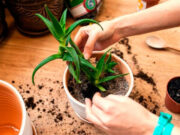 Как правильно ухаживать за алоэ в домашних условиях?