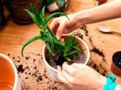 Как правильно ухаживать за алоэ в домашних условиях?