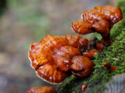 Полезные свойства лечебного гриба Рейши