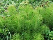 Польза для здоровья хвоща полевого