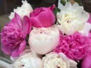 Правила выбора свежих пионов