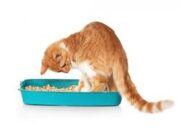 Почему кошка часто ходит в туалет по-маленькому: причины проблемы