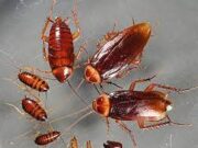 Причины появления тараканов