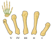 Омега 3 при ревматизме: свойства и применение