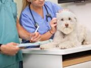 Какие услуги должны оказывать ветеринарные клиники?