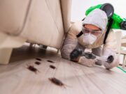 Как происходит дезинсекция тараканов в квартире?