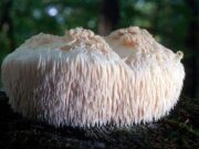 Ежевик гребенчатый: ценный и редкий съедобный гриб