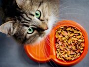 Особенности выбора кошачьего корма