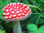 Эффекты микродозинга мухоморов: что нужно знать?