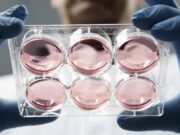 Ученые впервые вырастили эмбрион без яйцеклетки