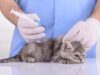 Какие прививки делают кошкам?