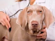 Частые заболевания домашних животных: симптомы, профилактика и лечение