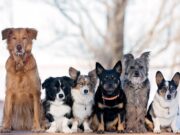 Как определиться с породой четвероногого друга?