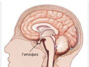 Гипофиз и гипофизарно-адреналовая система: важность анализа