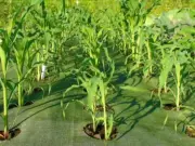 Как вырастить кукурузу в огороде на даче?