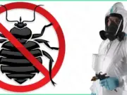 Эффективные методы травли клопов: избавляемся от нежелательных соседей