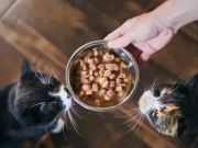 Когда еда становится заботой: кормление пожилой кошки без паники
