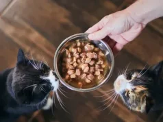 Когда еда становится заботой: кормление пожилой кошки без паники